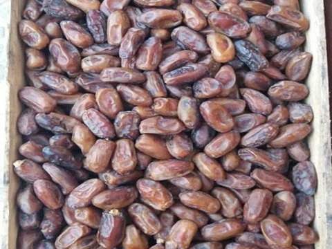 تصویر 4 از خرید و قیمت خرما سایر درجه یک + فروش صادراتی
